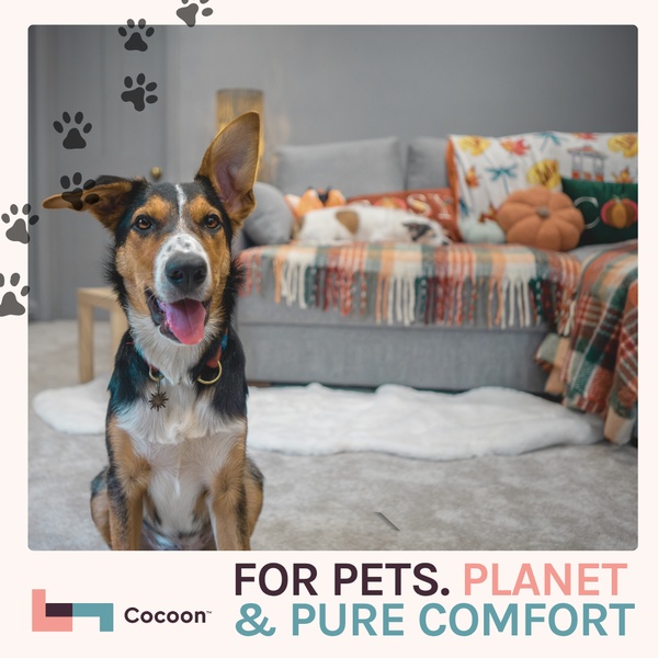 dog bed, pet blanket, pet furniture, dog cushion, pet bedding, brand awareness, lifestyle, calm, warm, neutral, orange